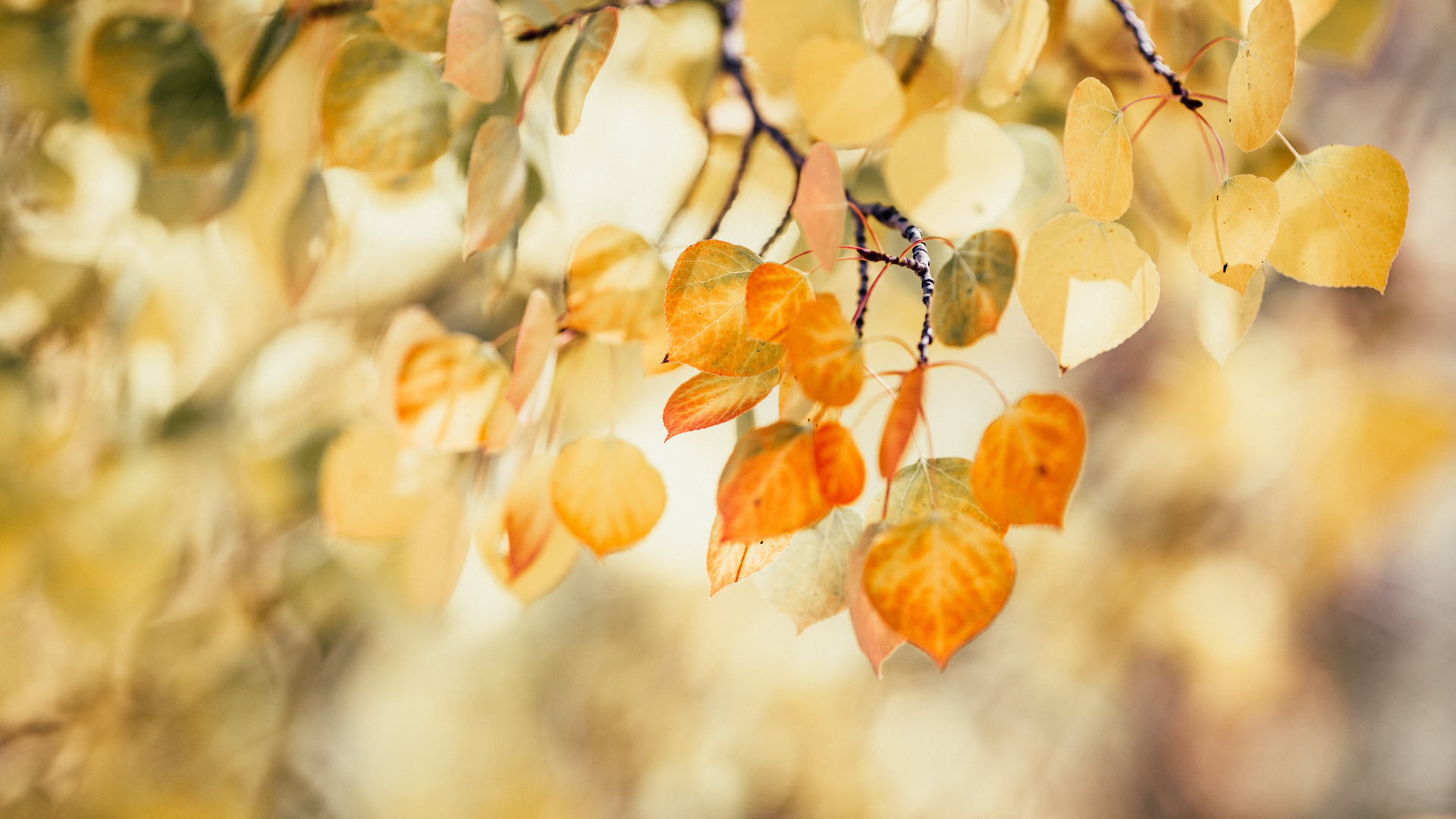 eylul_gundem_sosyal_medya