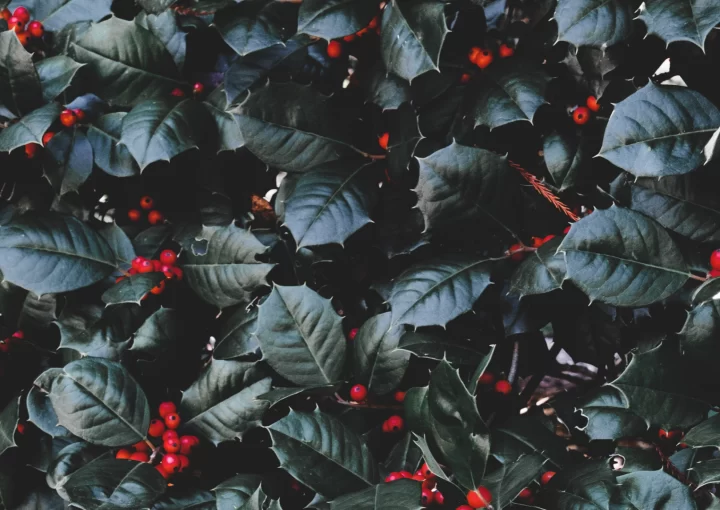 aralık ayı gündem ve sosyal medya